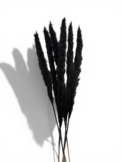 Pampas Grass Μαύρο 60εκ. – Αποξηραμένο Κλαδί (6 τεμ.)