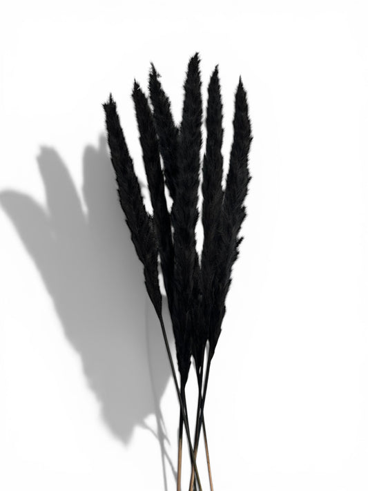 Pampas Grass Μαύρο 60εκ. – Αποξηραμένο Κλαδί (6 τεμ.)