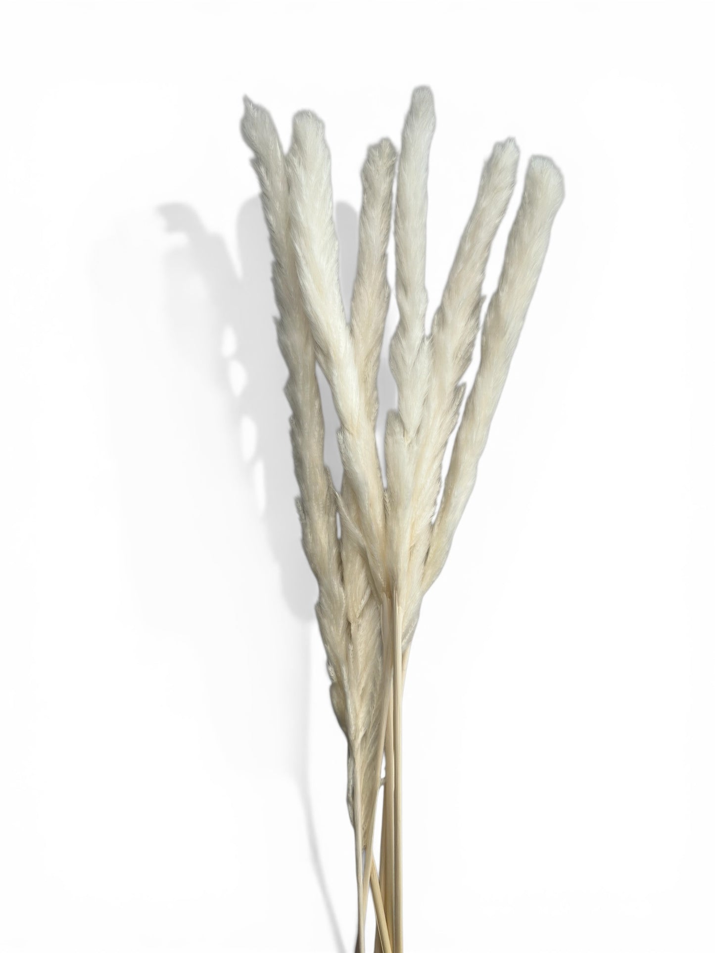 Pampas Grass Λευκό 60εκ. – Αποξηραμένο Κλαδί (6 τεμ.)