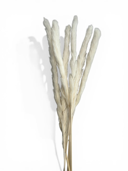 Pampas Grass Λευκό 60εκ. – Αποξηραμένο Κλαδί (6 τεμ.)
