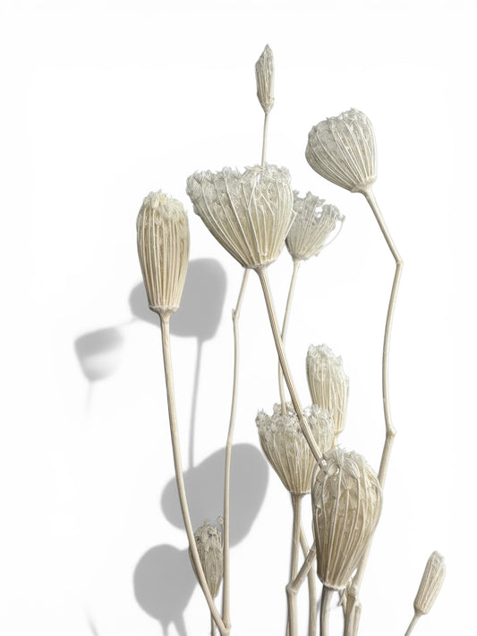 Finocchio fennel bleached αποξηραμένο μπουκέτο 50εκ.