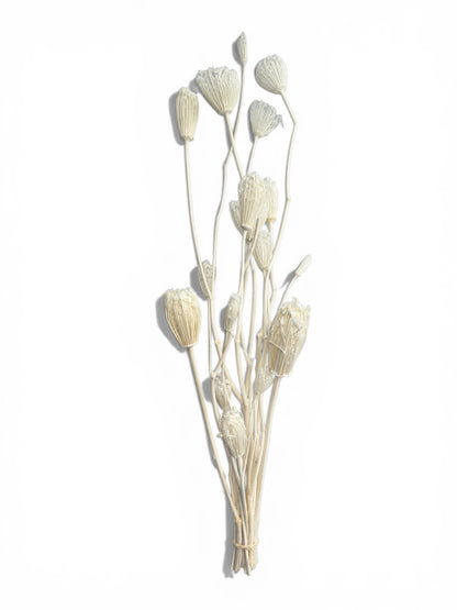 Finocchio fennel bleached αποξηραμένο μπουκέτο 50εκ.
