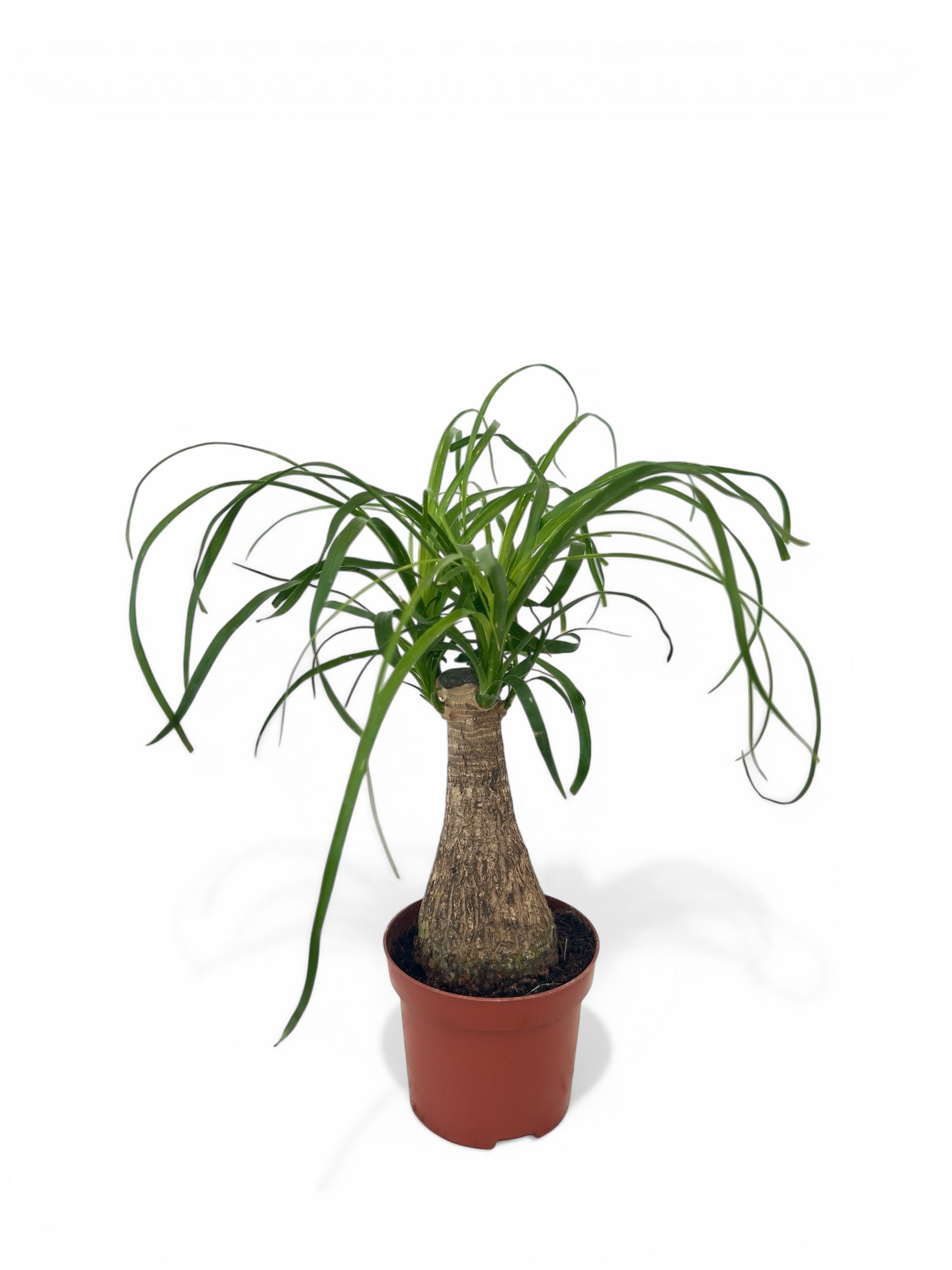 Μπουκαρνέα - Beaucarnea recurvata Φ9εκ.