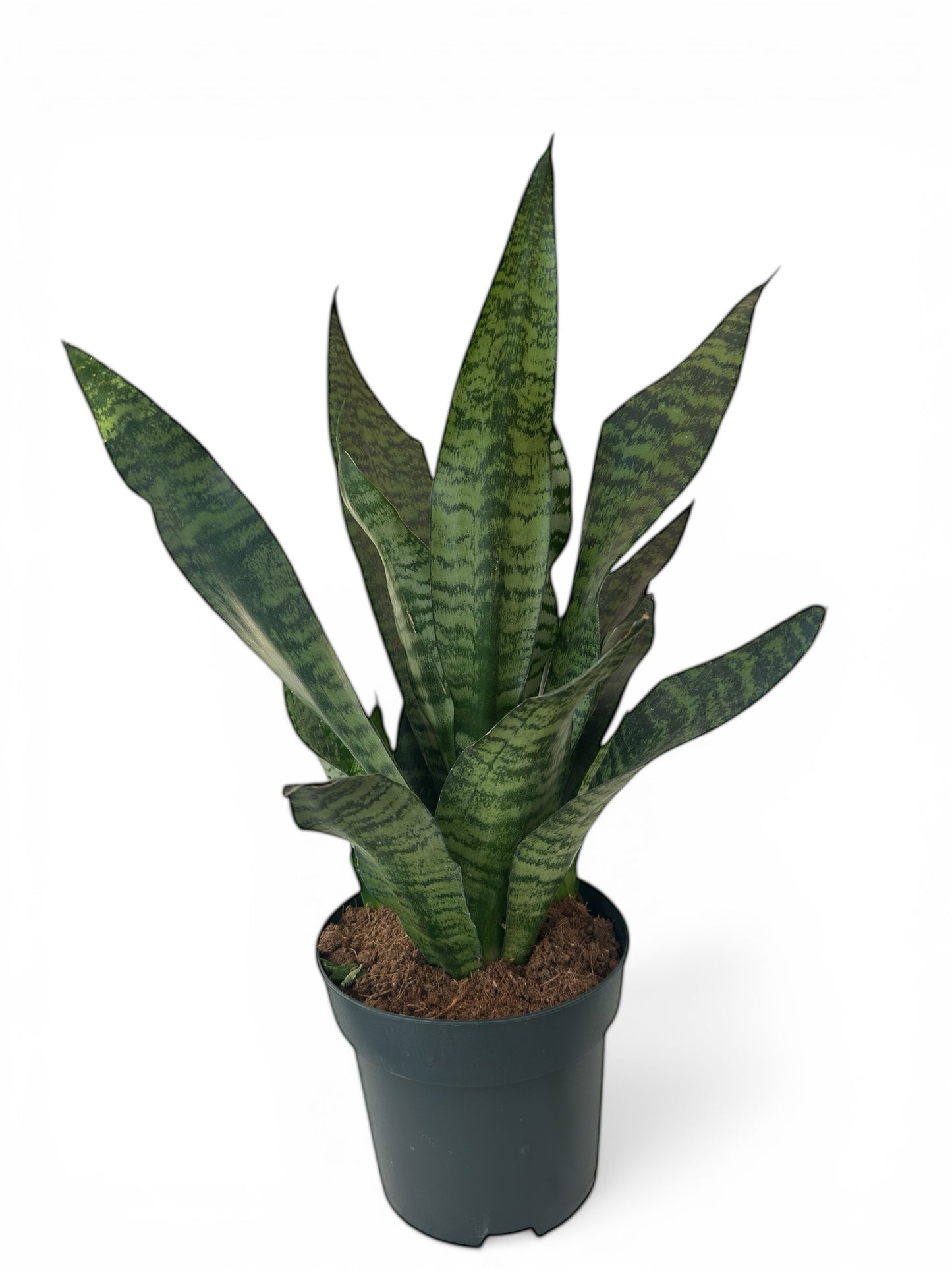 Σανσεβιέρια Ζεϊλάνικα - Sansevieria zeylanica Φ17εκ.