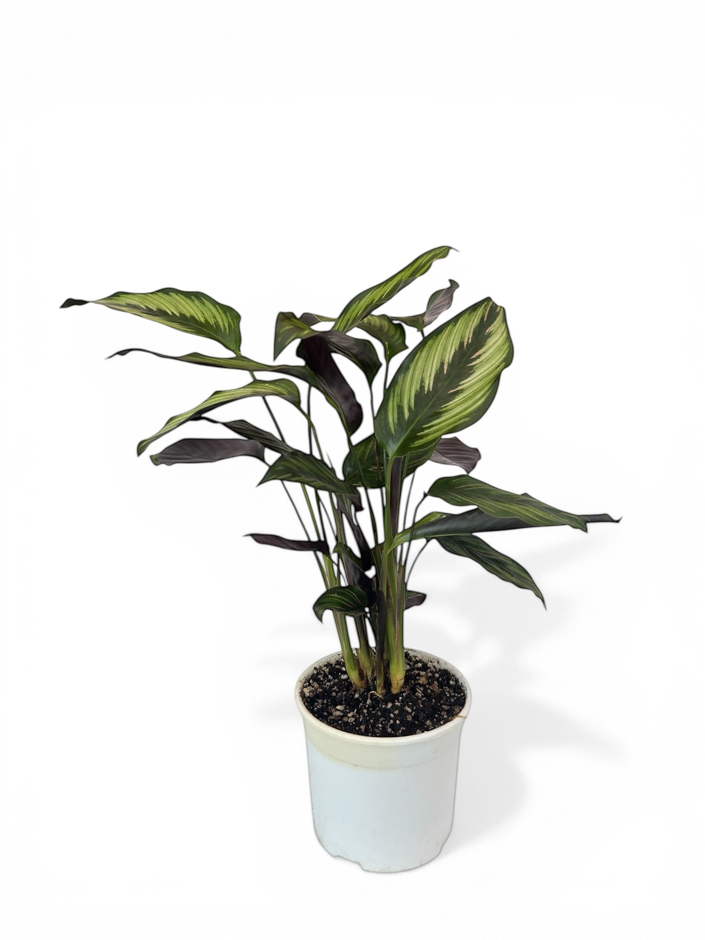Καλαθέα Calathea Beauty Star (Goeppertia) Φ14εκ.