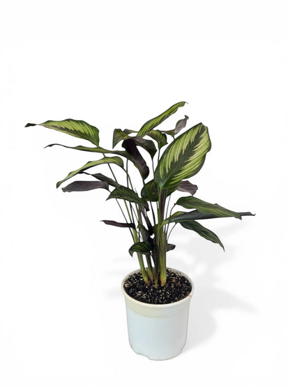 Καλαθέα Calathea Beauty Star (Goeppertia) Φ14εκ.