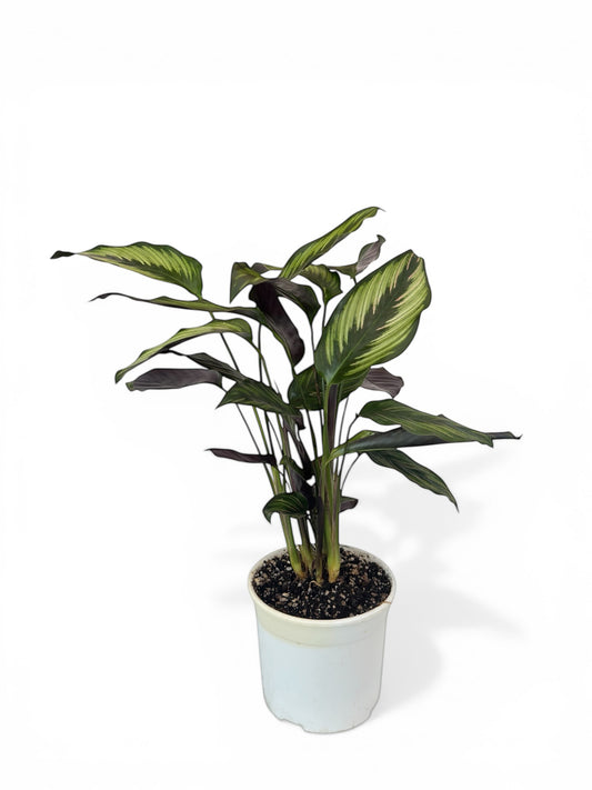 Καλαθέα Calathea Beauty Star (Goeppertia) Φ14εκ.