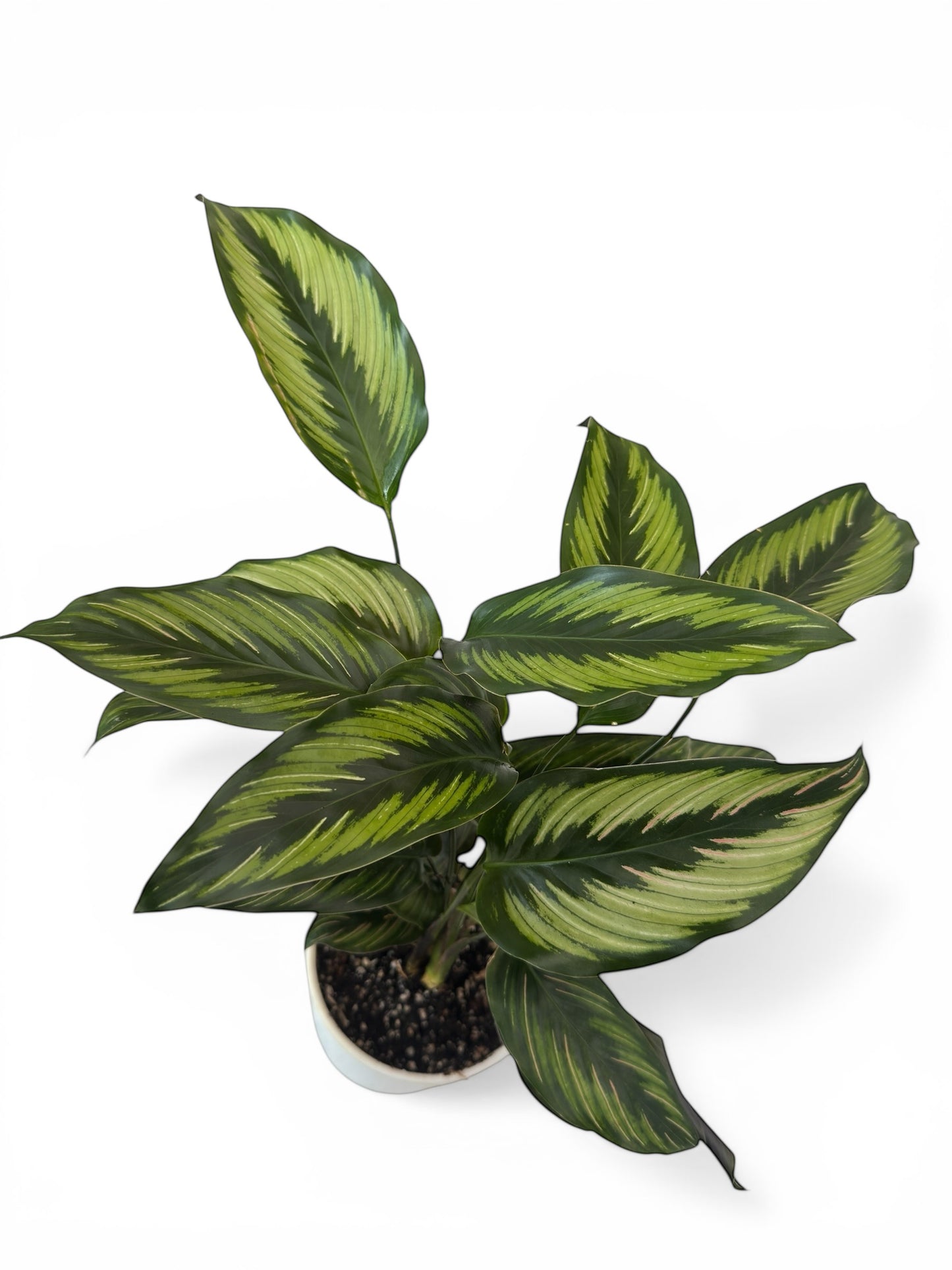 Καλαθέα Calathea Beauty Star (Goeppertia) Φ14εκ.