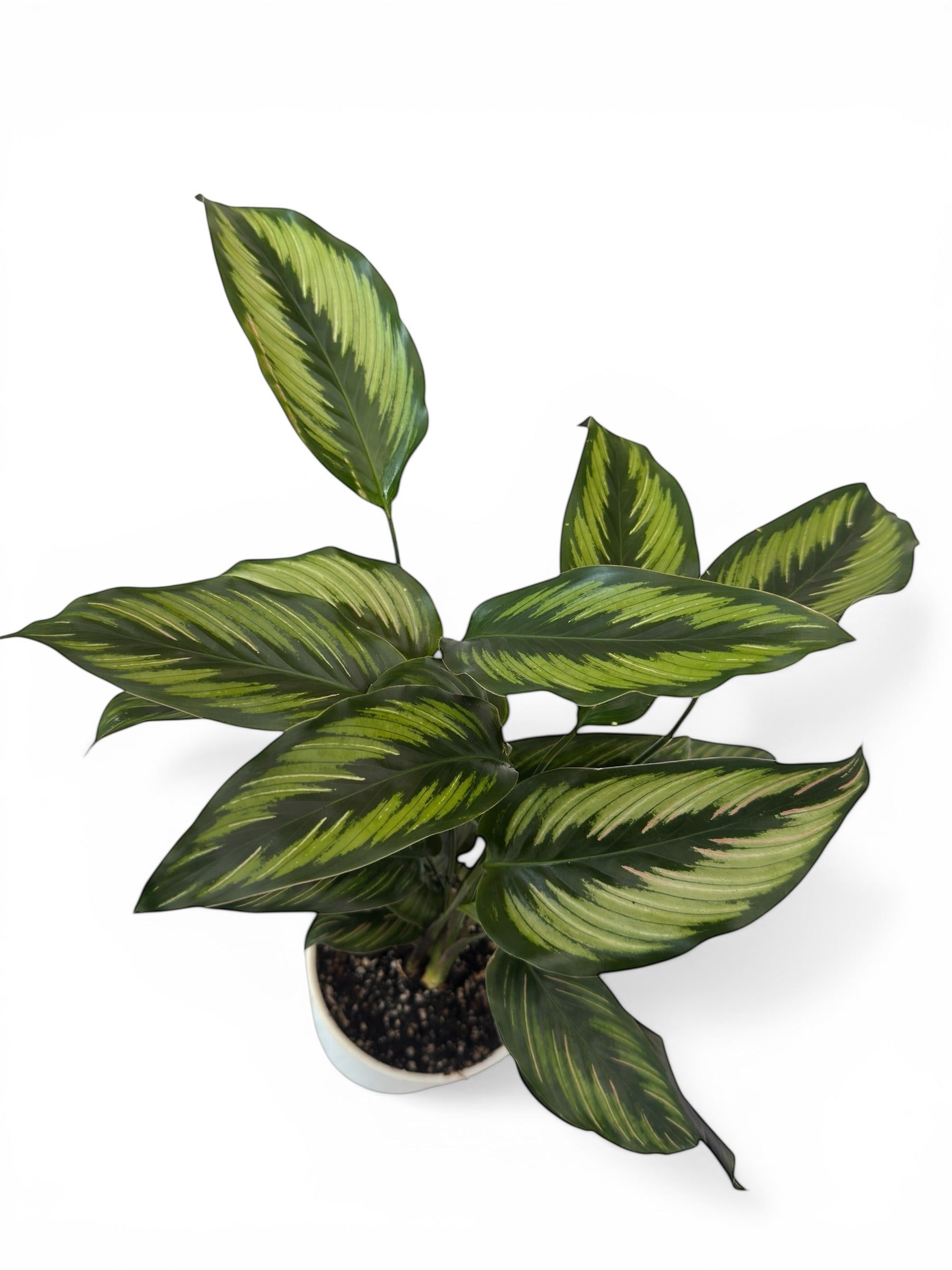 Καλαθέα Calathea Beauty Star (Goeppertia) Φ14εκ.