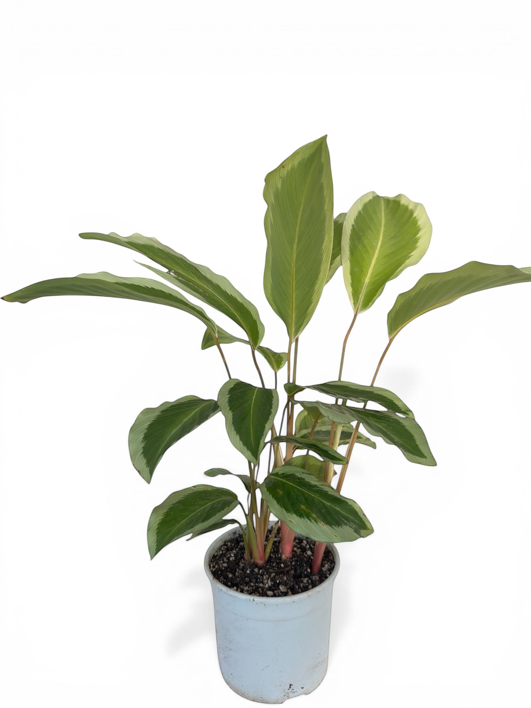 Καλαθέα Calathea Bicajoux Gekko (Goeppertia) Φ14εκ.