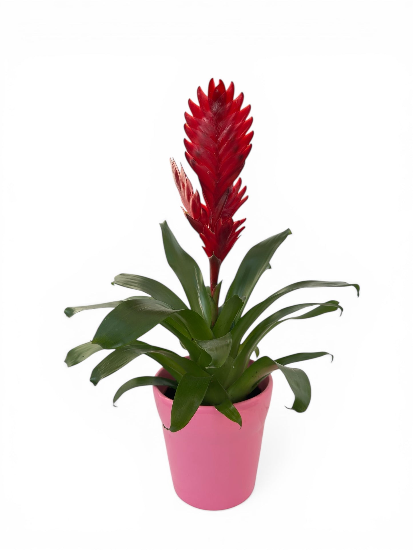 Βριέζια κόκκινη - Vriesea intenso red με ροζ κεραμικό κασπώ 44*14