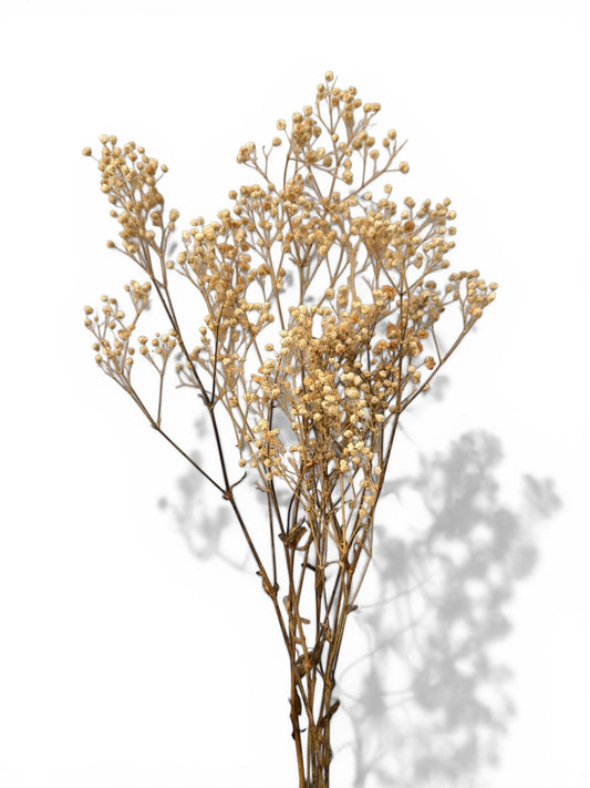 Gypsophila natural white Αποξηραμένο μπουκέτο (Γυψοφίλη) 50εκ.