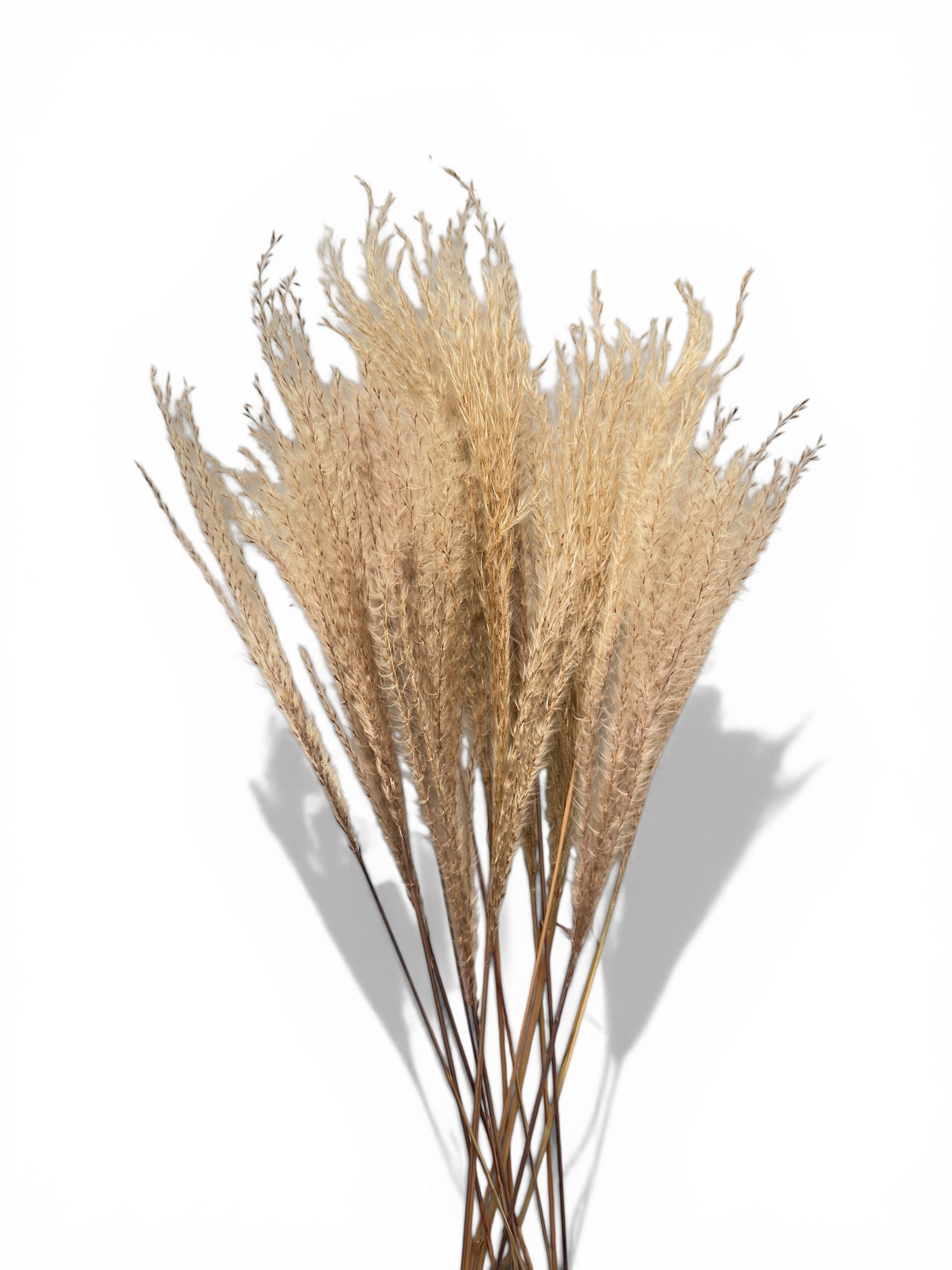 Miscanthus Natural Αποξηραμένο μπουκέτο 70εκ. 15τεμ.