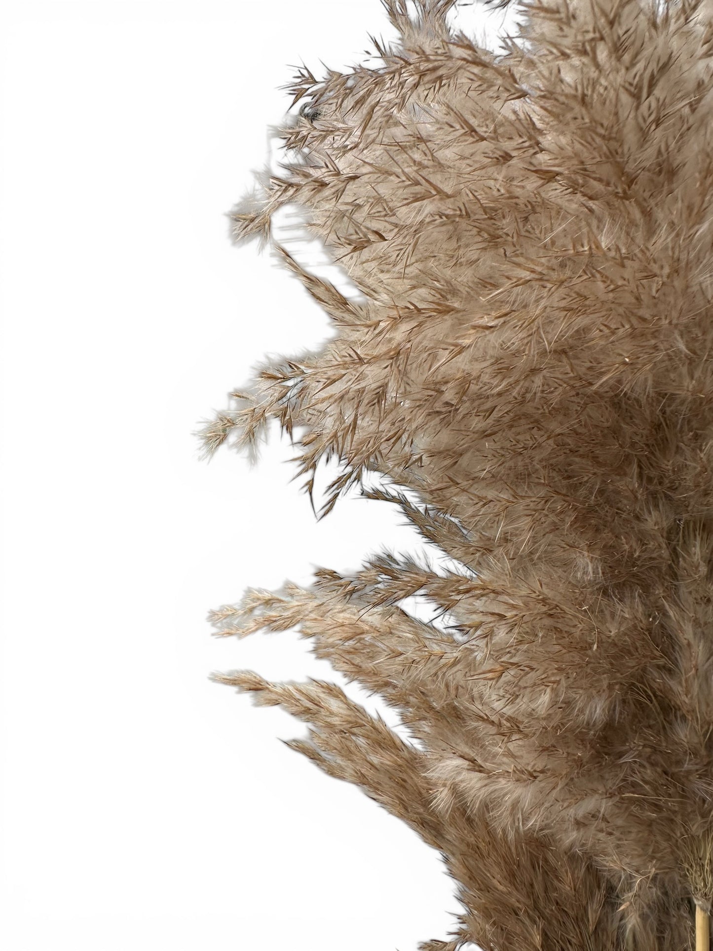 Cortaderia Fluffy Pampas Φυσικό 65–70εκ. αποξηραμένο μπουκέτο (3 τεμ.)