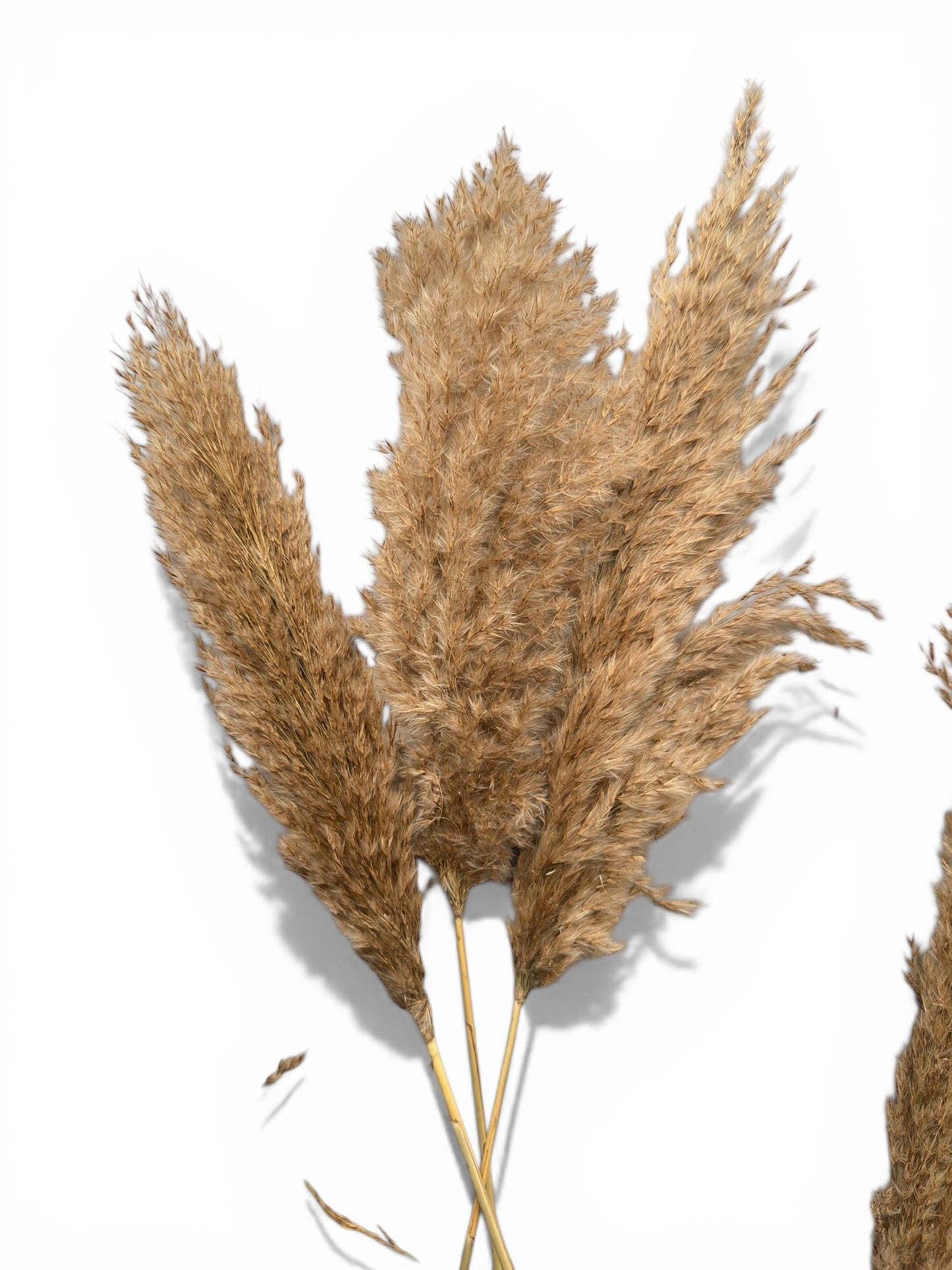 Cortaderia Fluffy Pampas Φυσικό 65–70εκ. αποξηραμένο μπουκέτο (3 τεμ.)