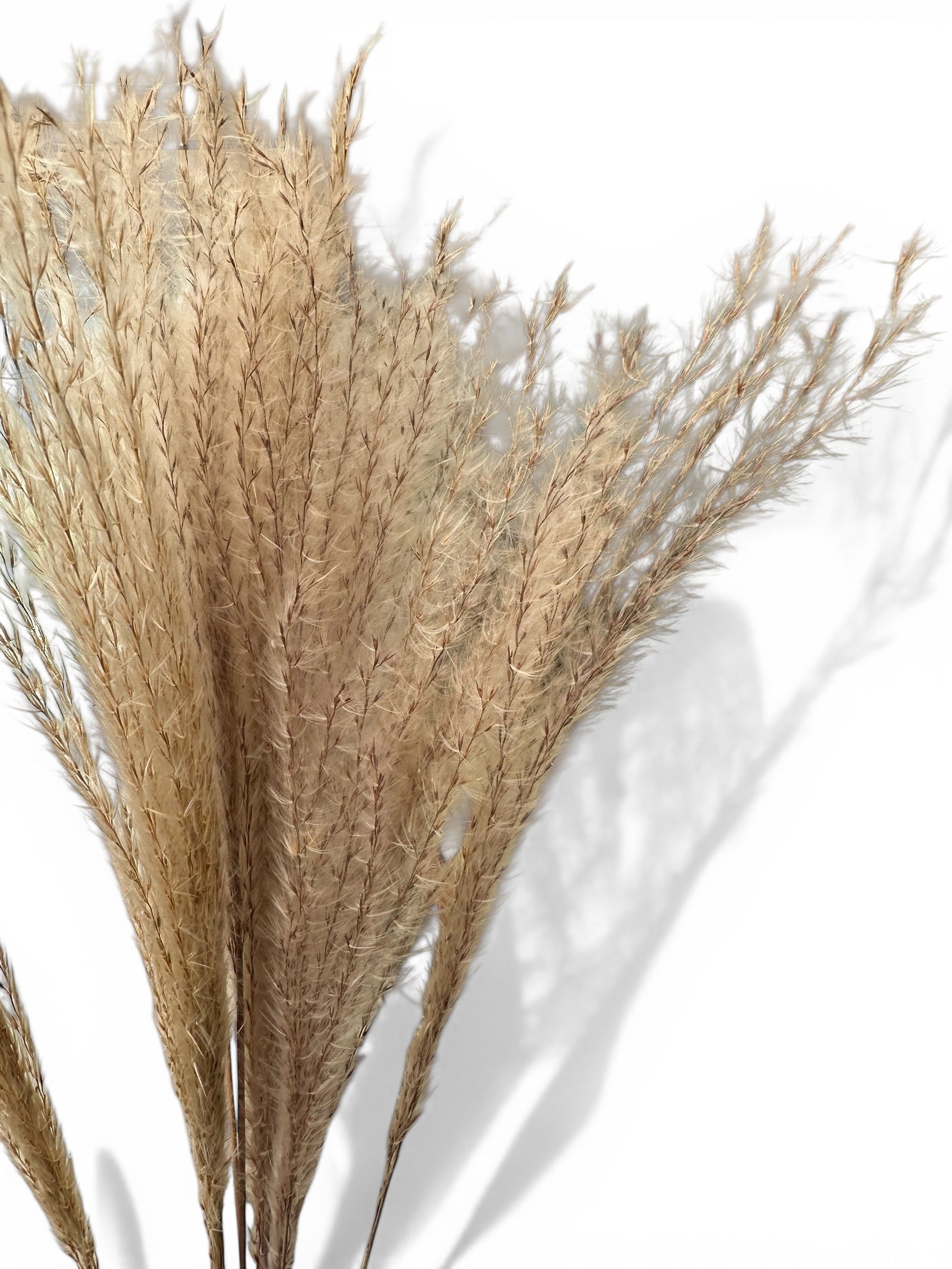 Miscanthus Natural Αποξηραμένο μπουκέτο 70εκ. 15τεμ.