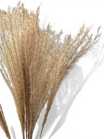 Miscanthus Natural Αποξηραμένο μπουκέτο 70εκ. 15τεμ.