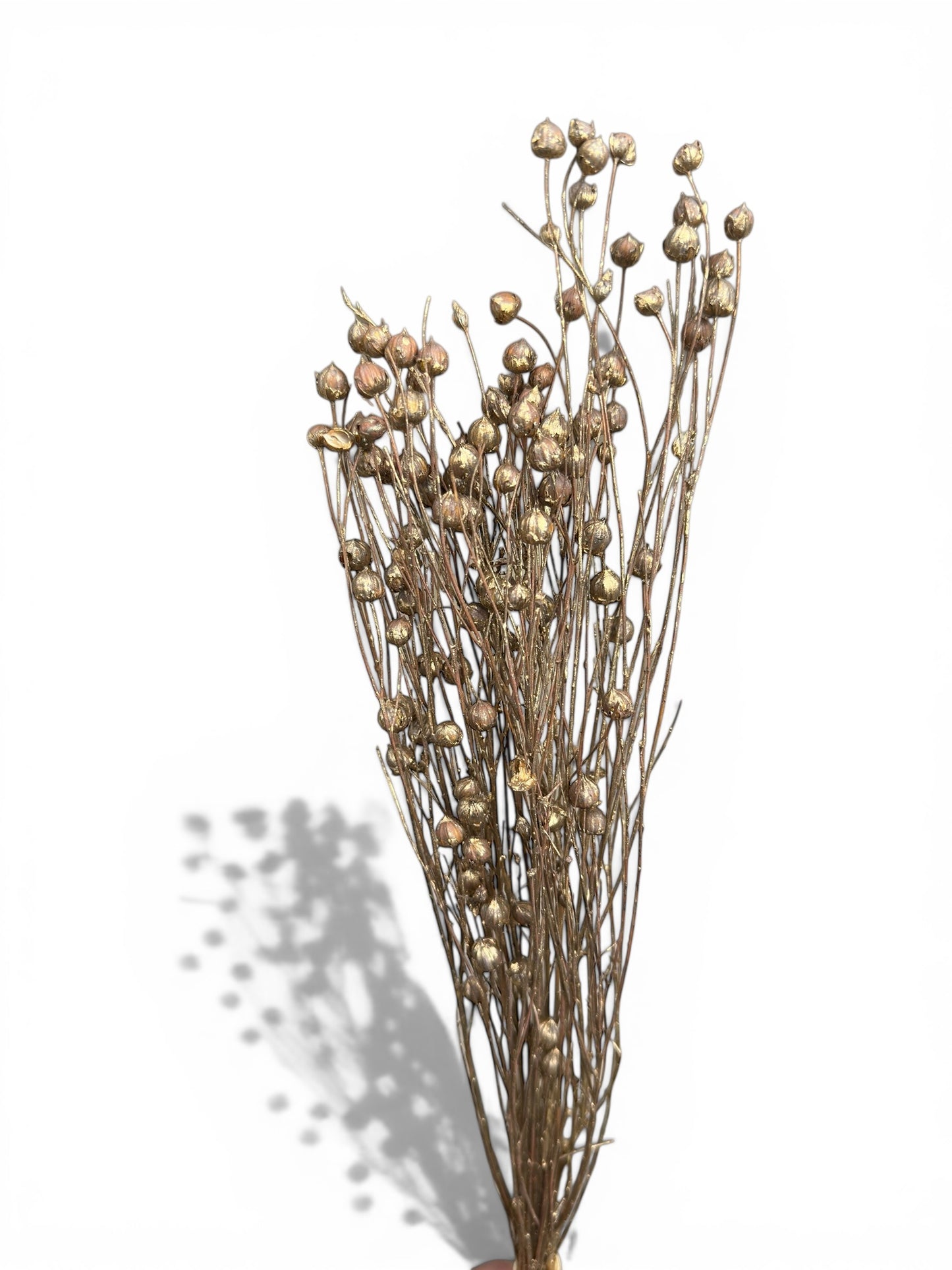 Linum flax αποξηραμένο χρυσό μπουκέτο 45-55εκ.