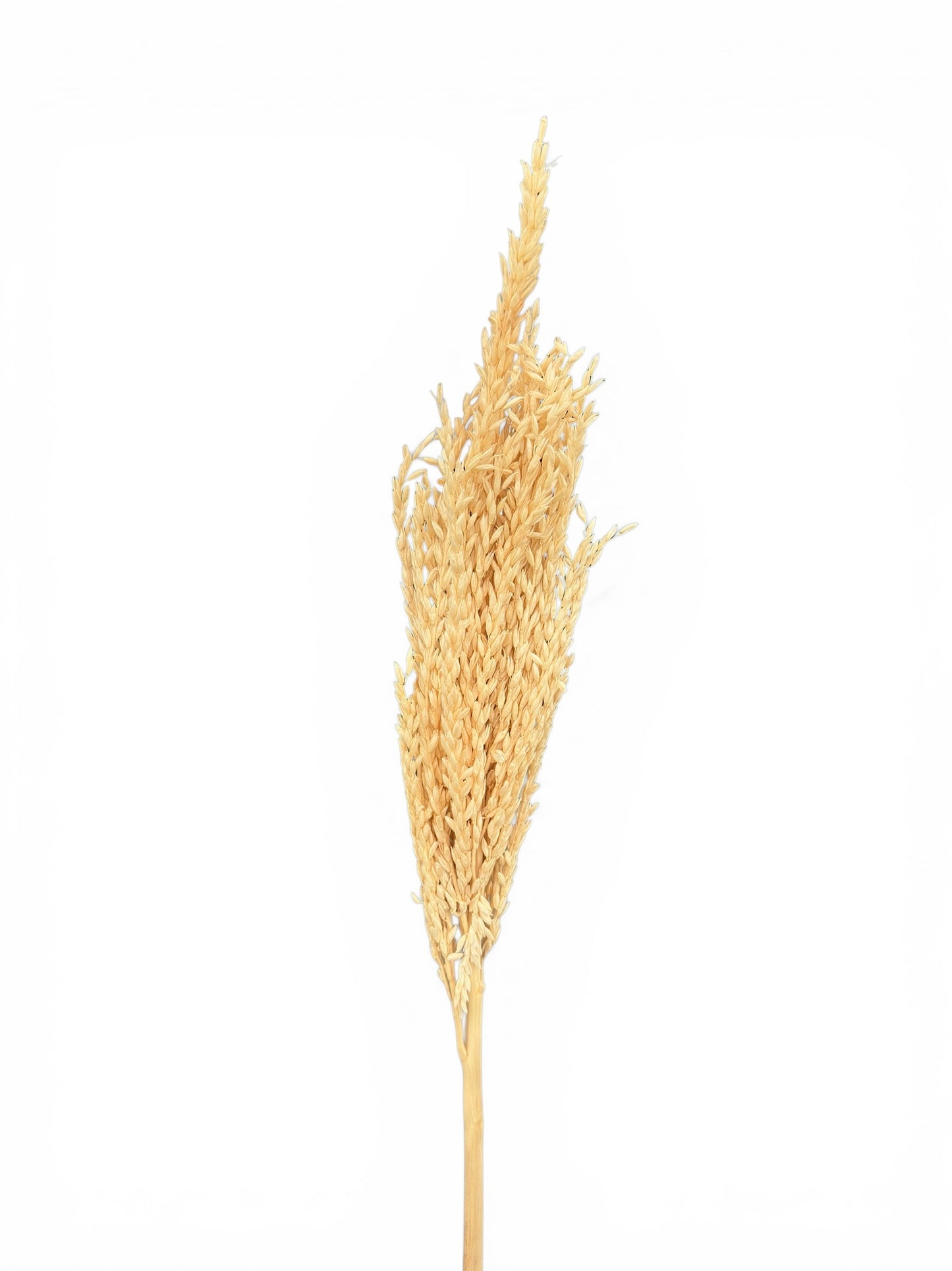 Mais Bleached αποξηραμένο κλαδί