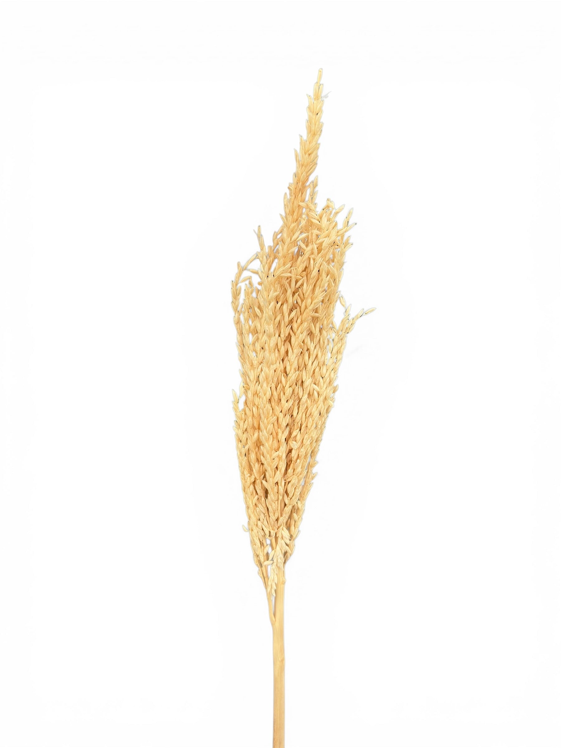 Mais Bleached αποξηραμένο κλαδί