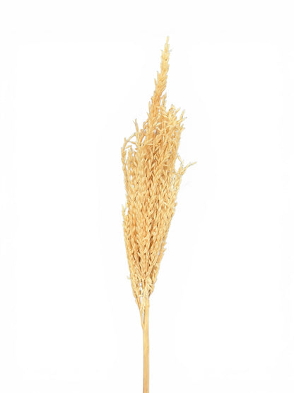 Mais Bleached αποξηραμένο κλαδί
