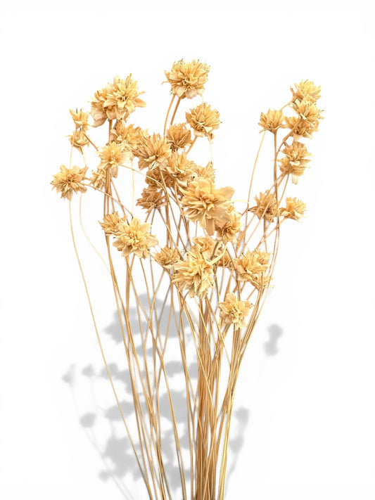 Hill flowers αποξηραμένο μπουκέτο λευκό 50-60εκ.