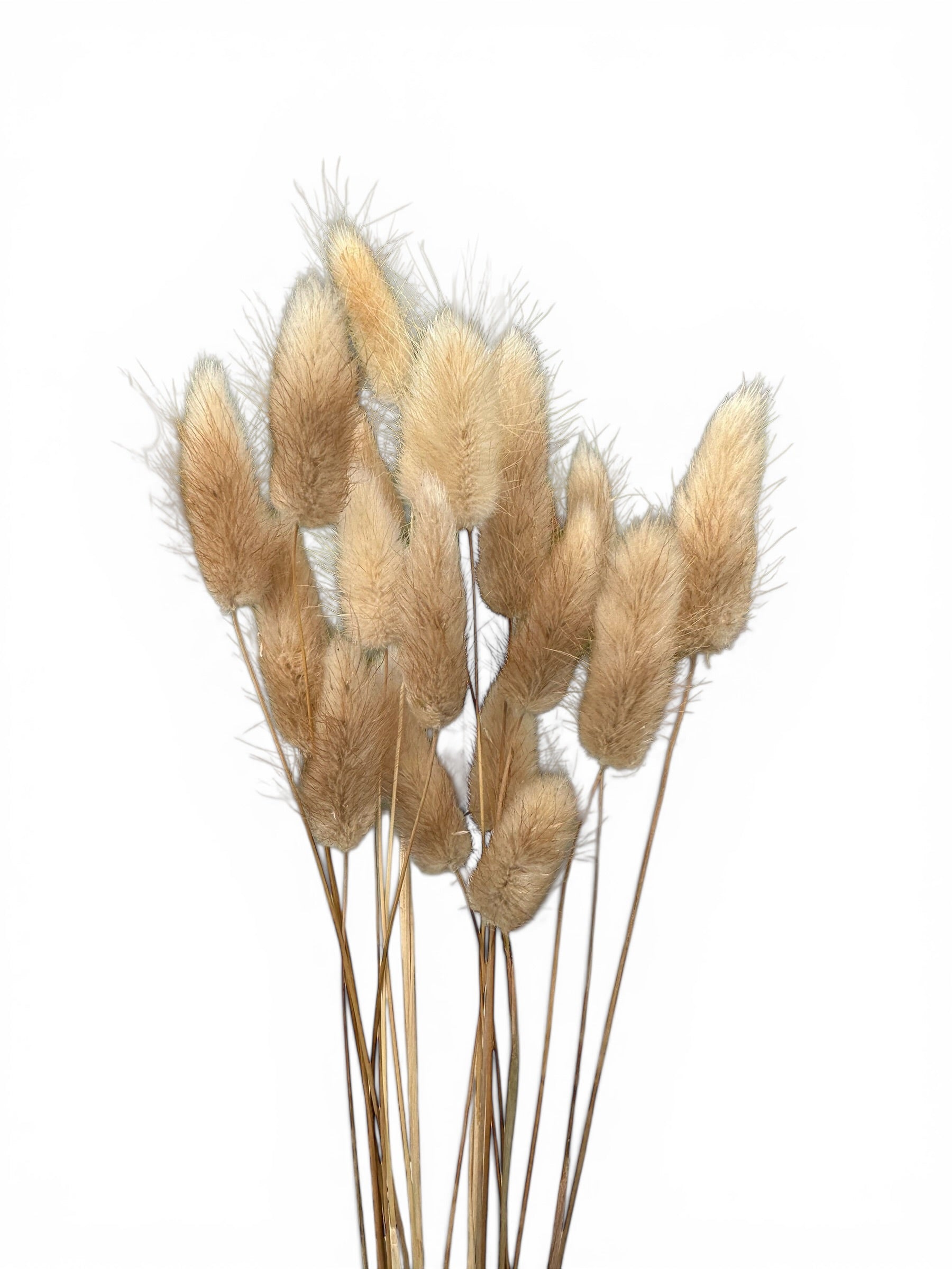 Bunny Tails Natural 40–50εκ. – Αποξηραμένο μπουκέτο (20 τεμ.)