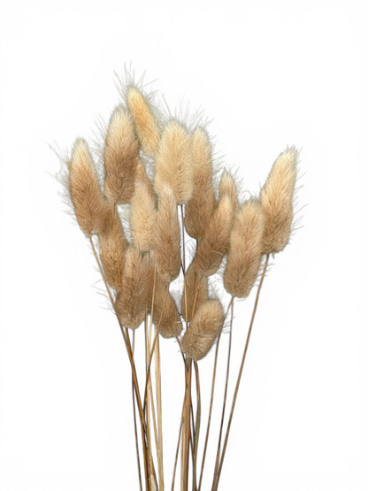 Bunny Tails Natural 40–50εκ. – Αποξηραμένο μπουκέτο (20 τεμ.)