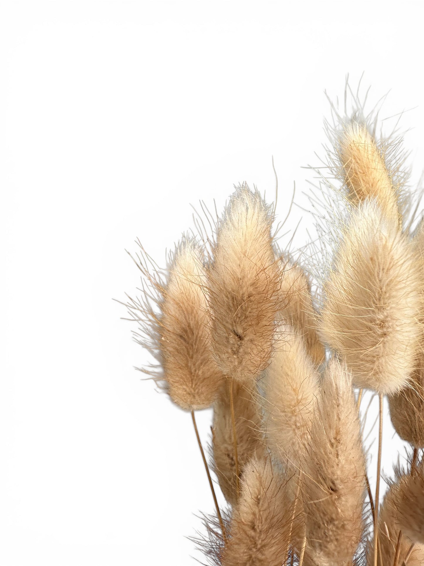 Bunny Tails Natural 40–50εκ. – Αποξηραμένο μπουκέτο (20 τεμ.)