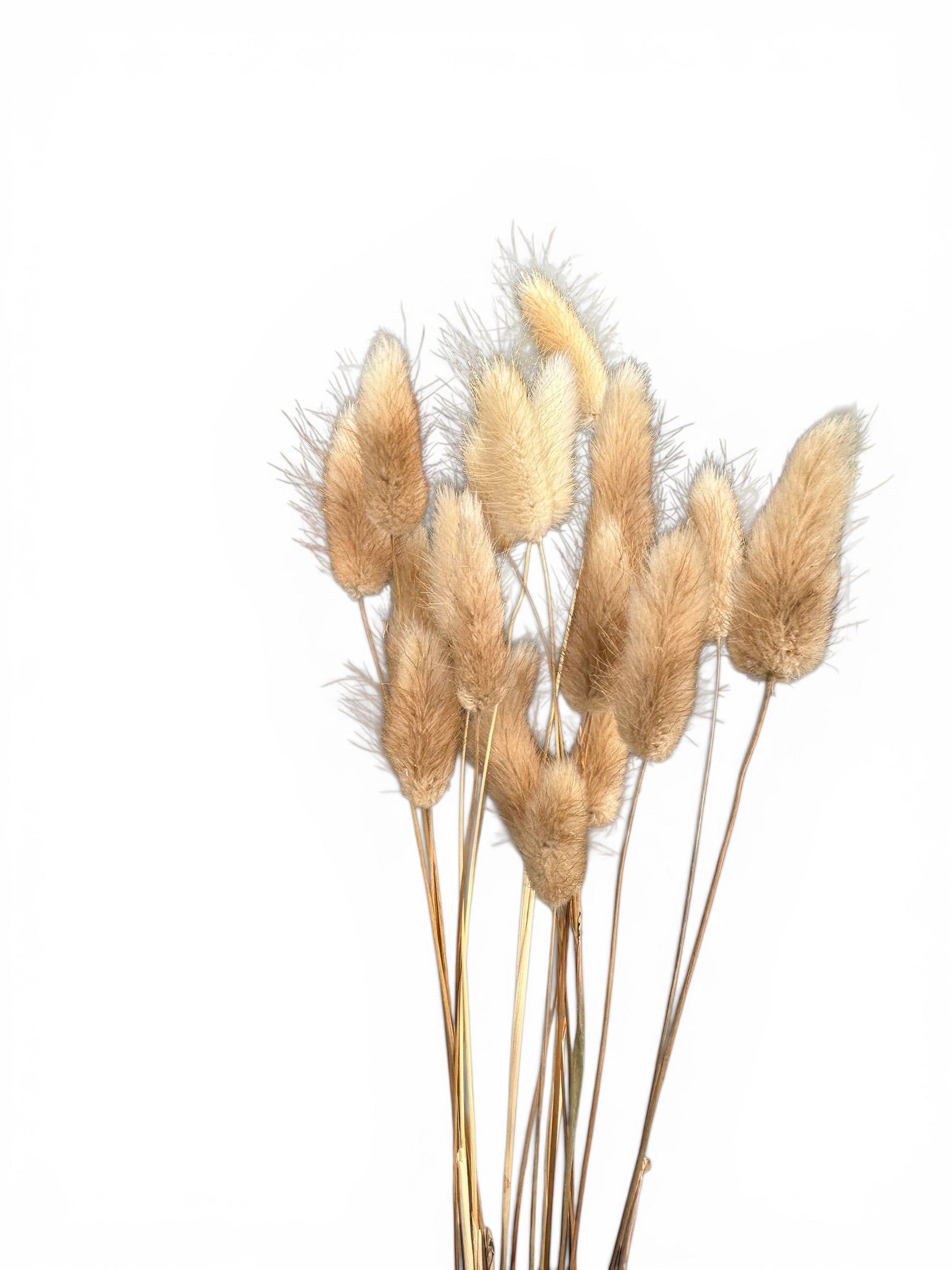 Bunny Tails Natural 40–50εκ. – Αποξηραμένο μπουκέτο (20 τεμ.)