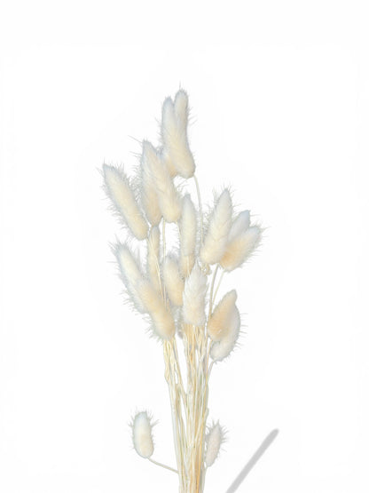 Bunny Tails λευκό 40–50εκ. – Αποξηραμένο μπουκέτο (20 τεμ.)
