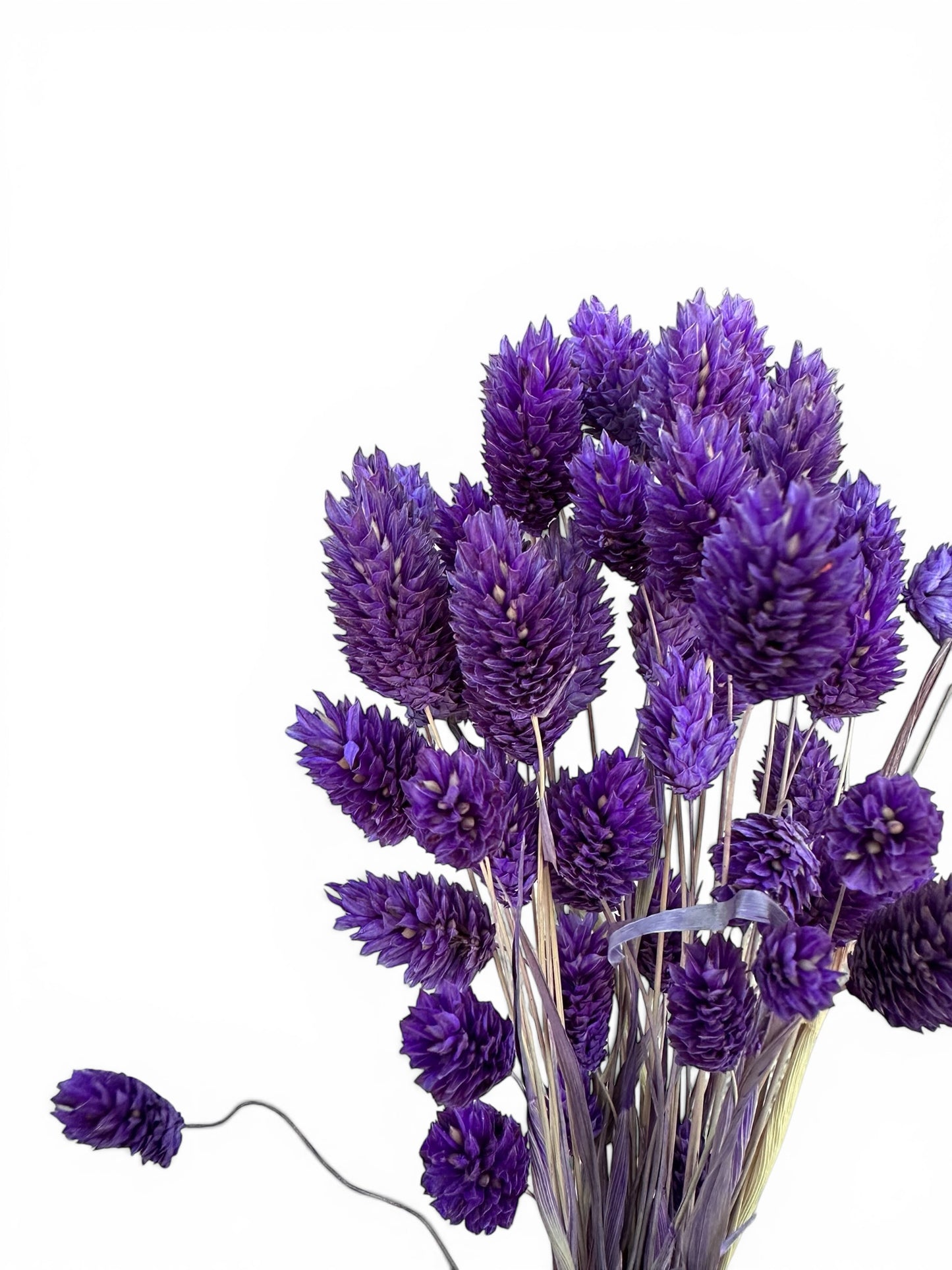 Phalaris 60εκ. Αποξηραμένο μπουκέτο μωβ 50τεμ