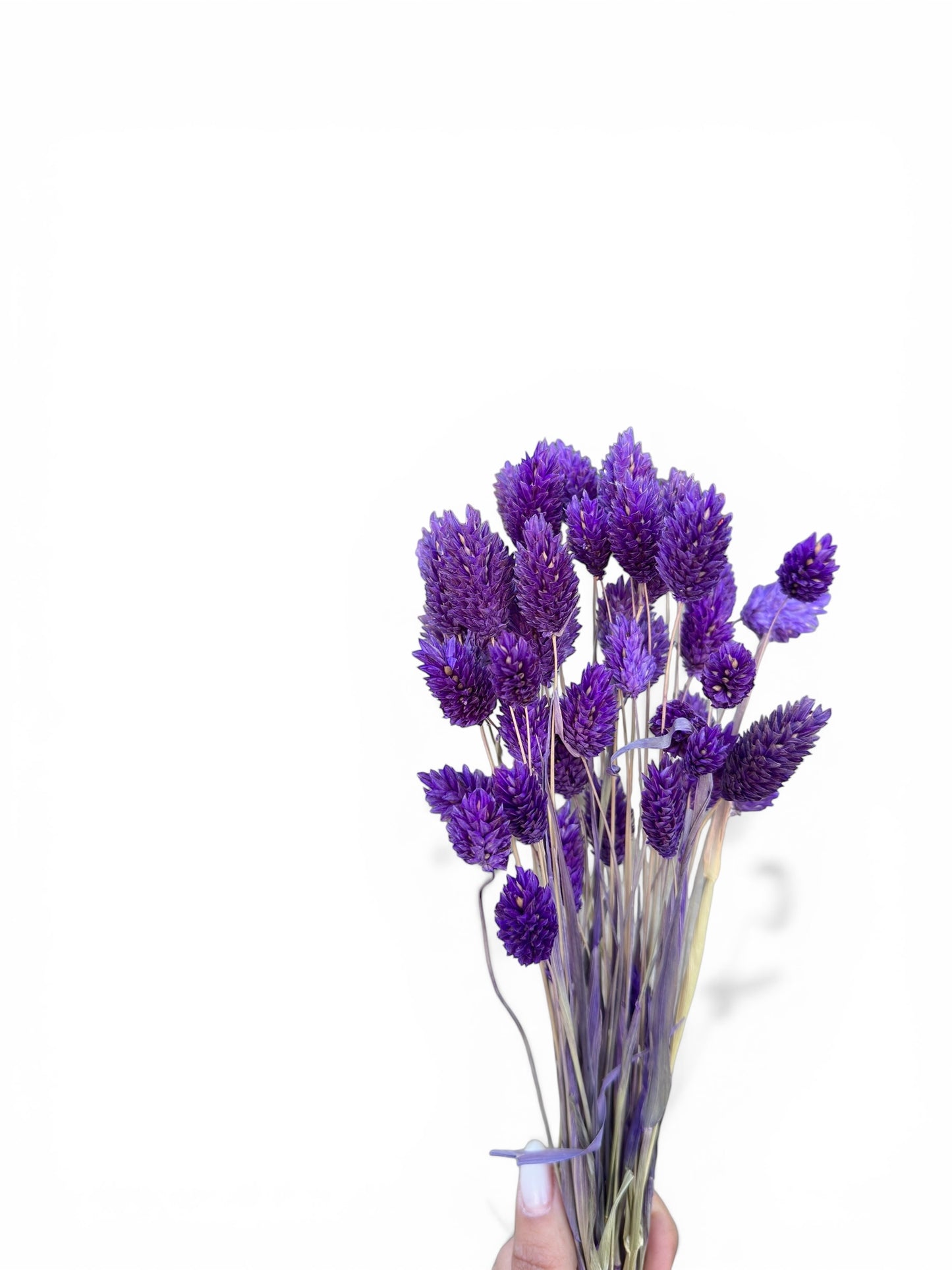 Phalaris 60εκ. Αποξηραμένο μπουκέτο μωβ 50τεμ