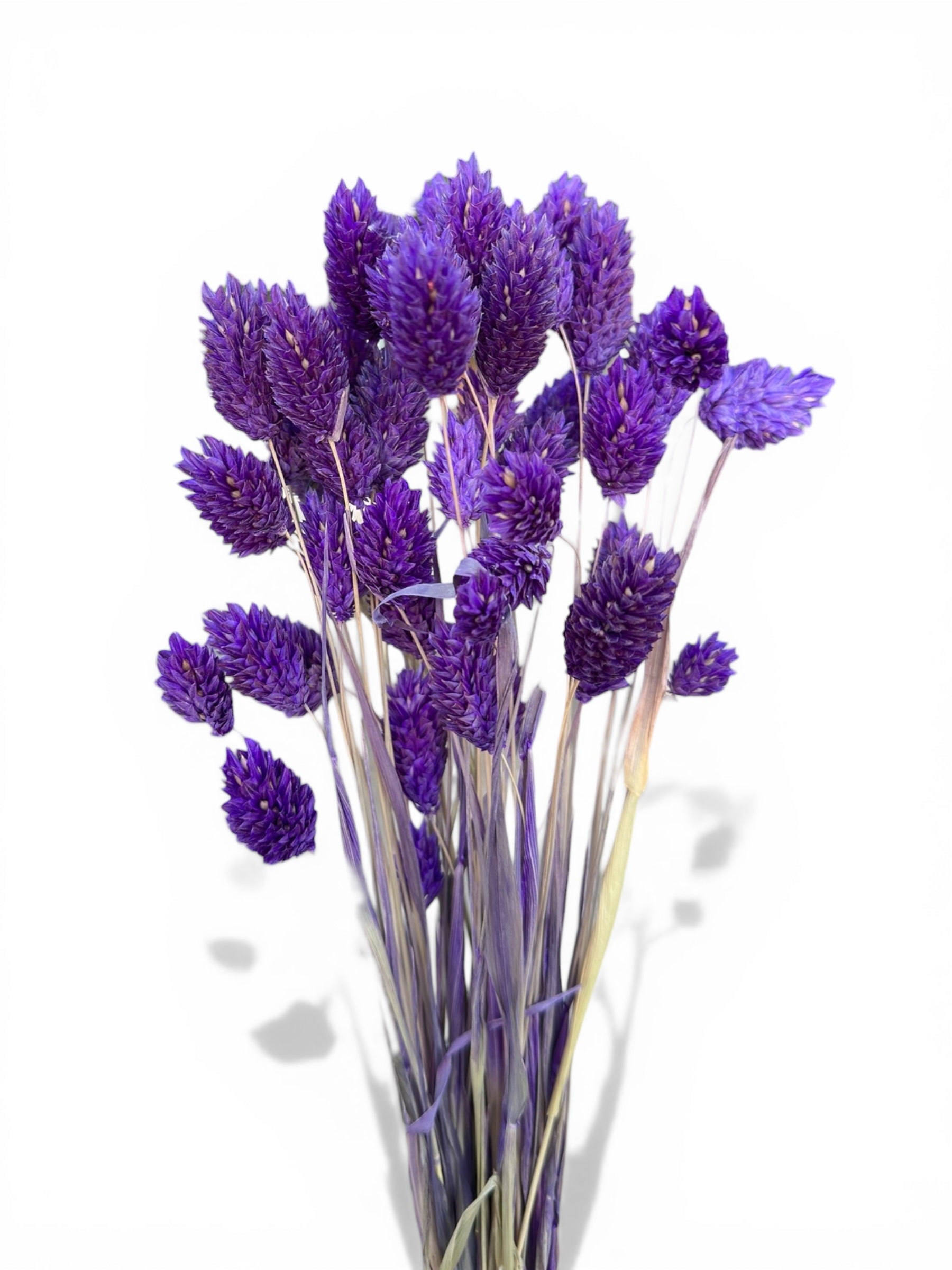 Phalaris 60εκ. Αποξηραμένο μπουκέτο μωβ 50τεμ