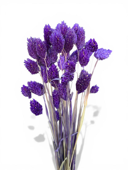 Phalaris 60εκ. Αποξηραμένο μπουκέτο μωβ 50τεμ