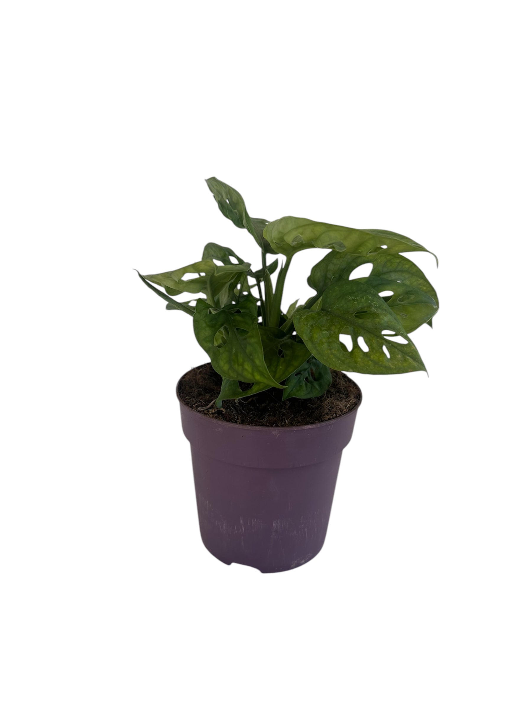 Monstera Monkey Leaf