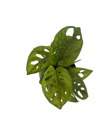 Monstera Monkey Leaf