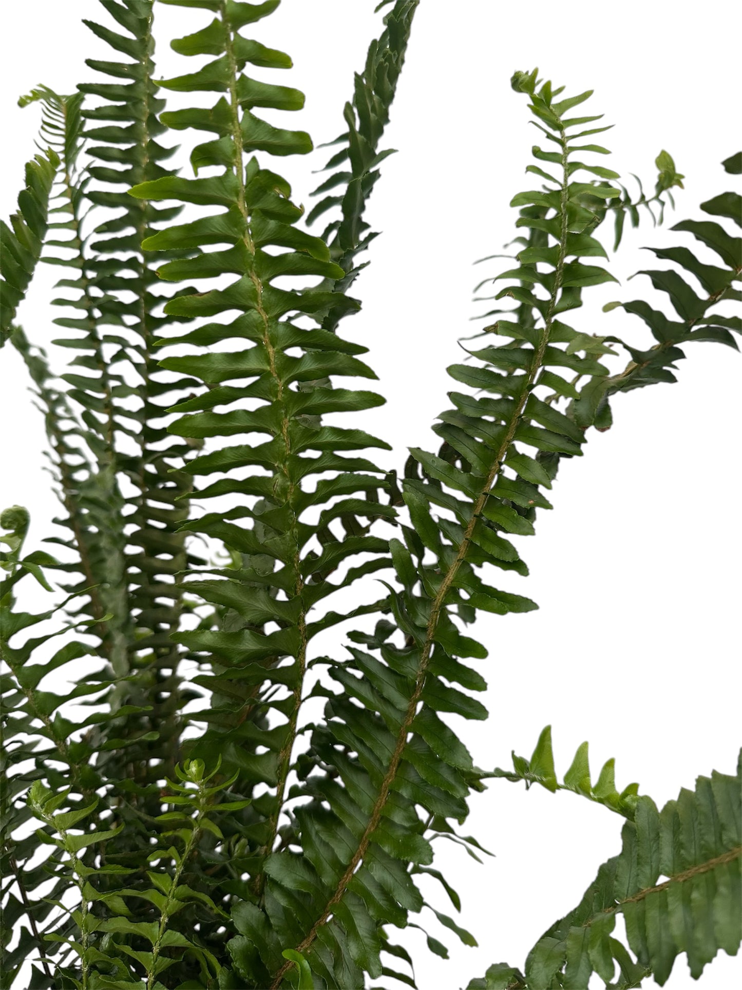 Φτέρη – Nephrolepis exaltata Φ16