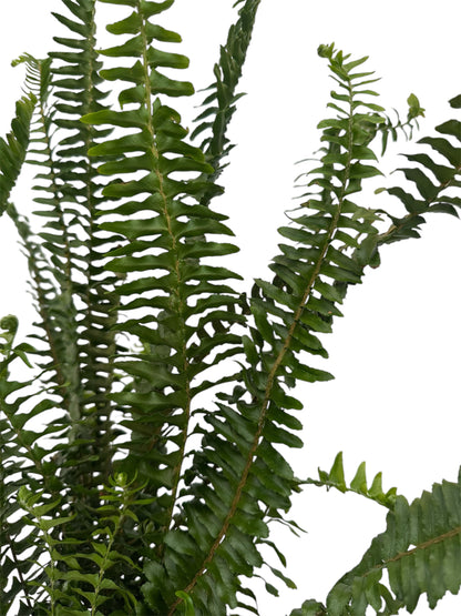 Φτέρη – Nephrolepis exaltata Φ16