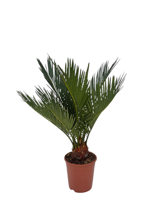 Τσίκας - Cycas Revoluta Φ11