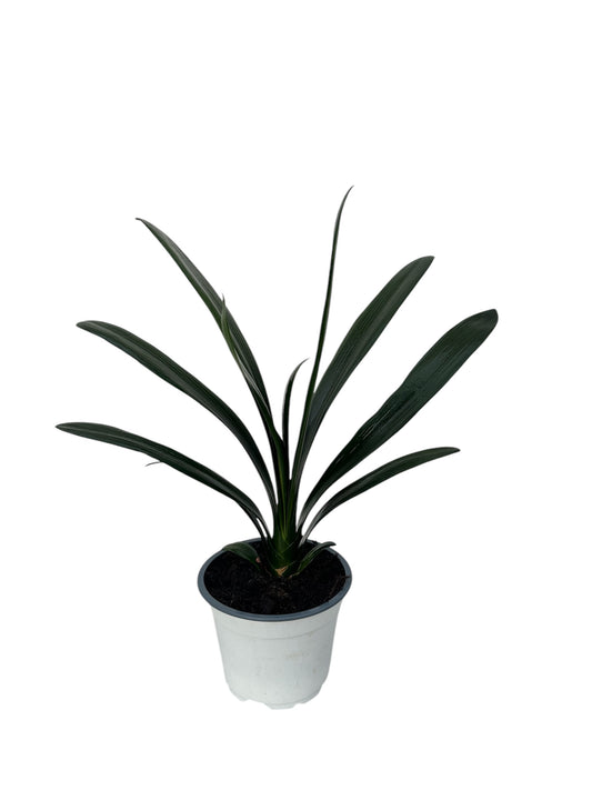 ΚΛΙΒΙΑ - Clivia miniata Φ11