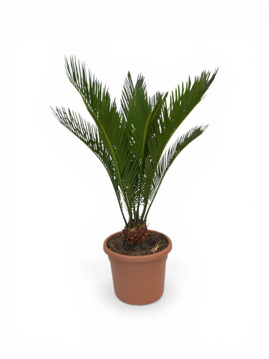 Τσίκας - Cycas Revoluta Φ20εκ.