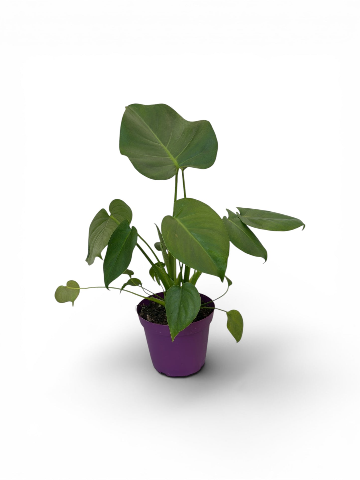 Monstera Φ15εκ..