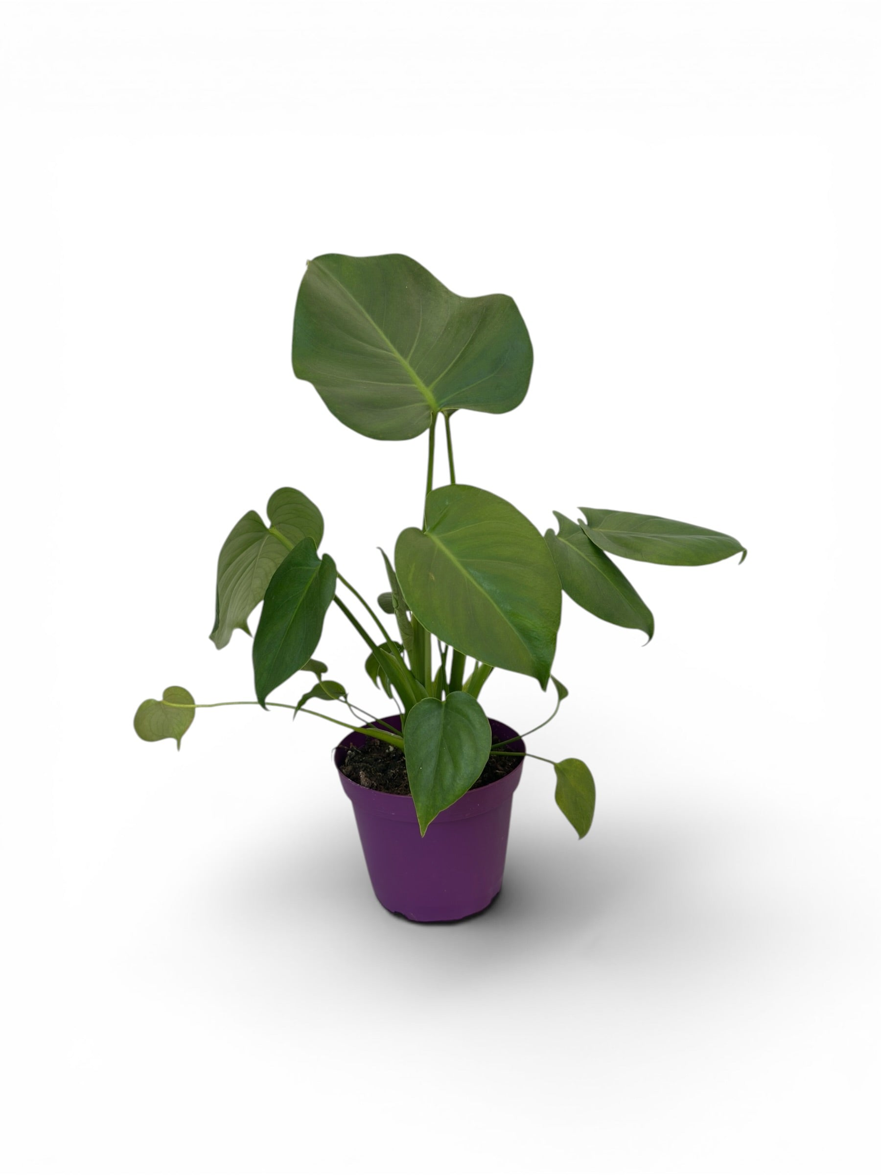 Monstera Φ15εκ..