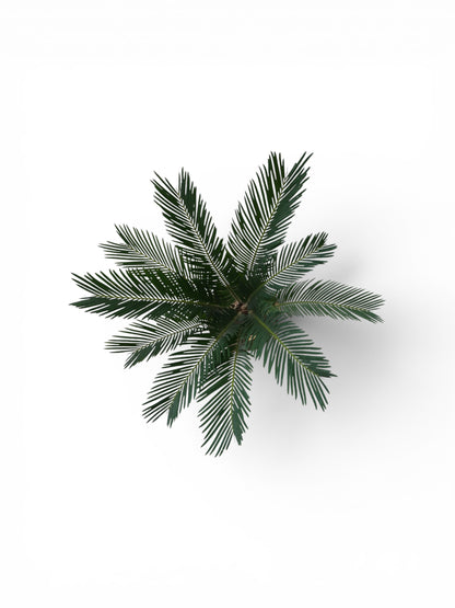 Τσίκας - Cycas Revoluta Φ20εκ.
