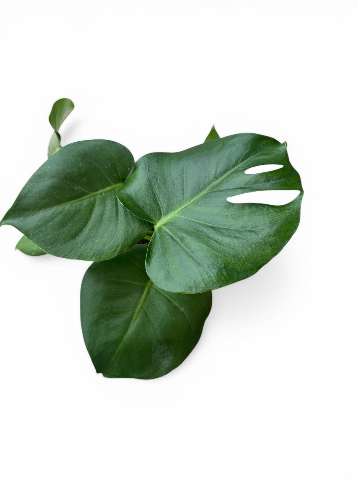 Monstera Φ15εκ..