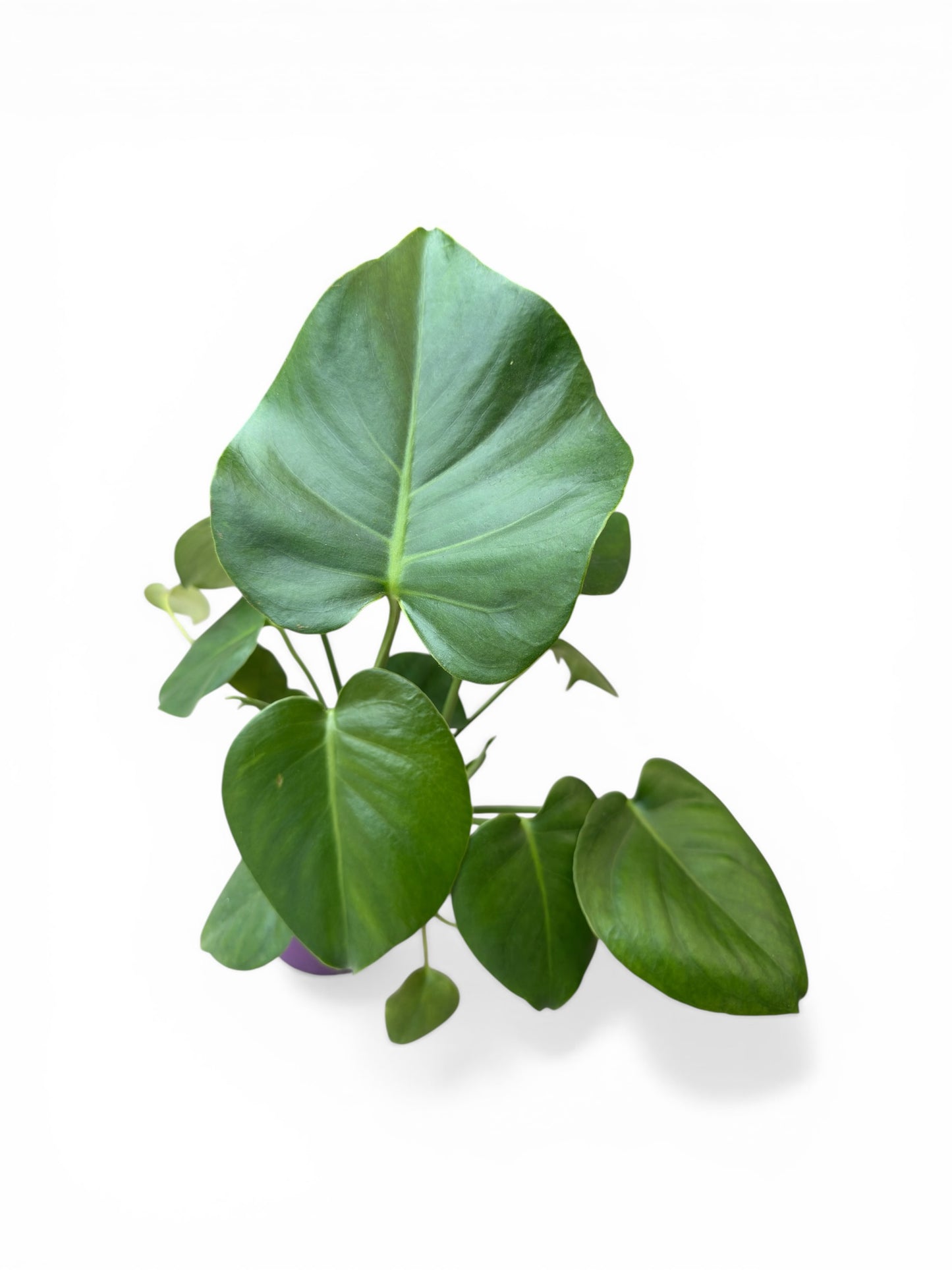 Monstera Φ15εκ..