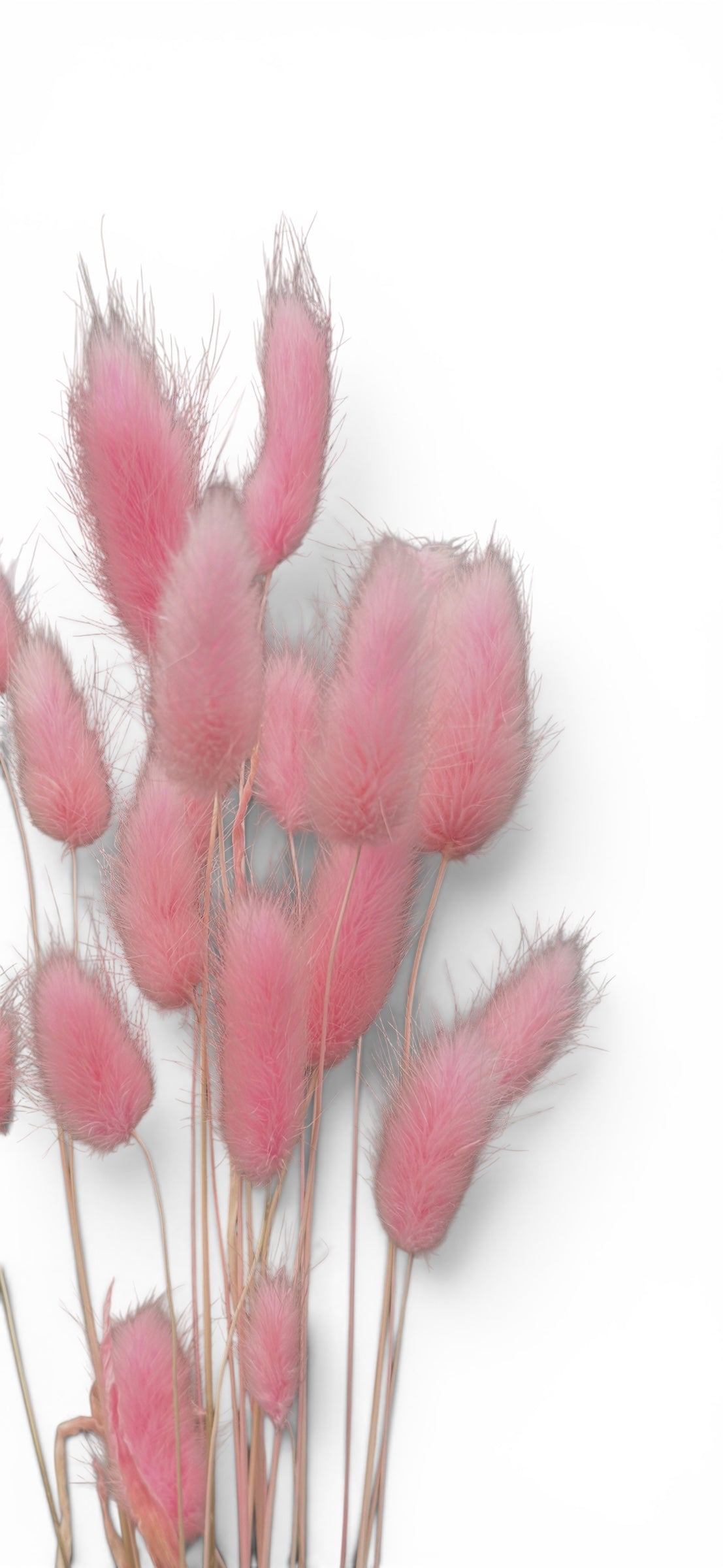 Bunny Tails ροζ 40–50εκ. – Αποξηραμένο μπουκέτο (20 τεμ.)