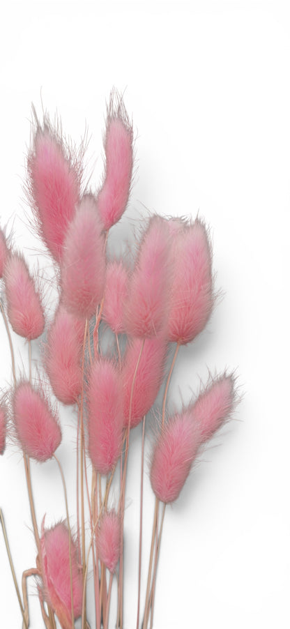 Bunny Tails ροζ 40–50εκ. – Αποξηραμένο μπουκέτο (20 τεμ.)