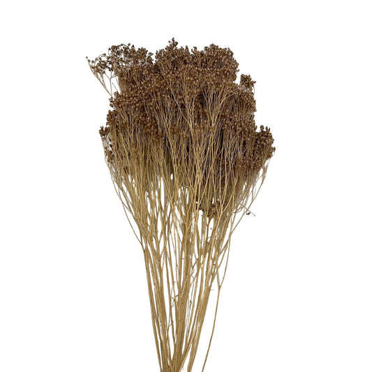 Broom bloom grass αποξηραμένο κλαδι σάπιο μήλο